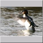 Podiceps cristatus - Haubentaucher 03.jpg